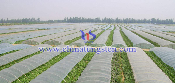 blue nano tungsten oxide applied for heat insulation agricultural film picture