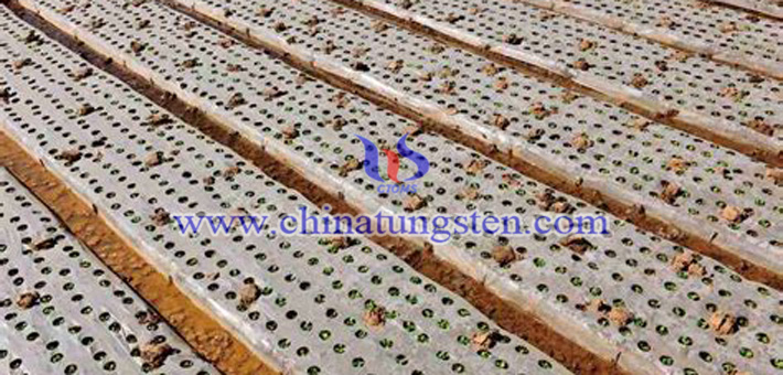 nano grain size blue tungsten oxide applied for heat insulation agricultural film picture