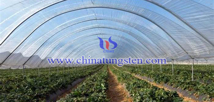 violet nano tungsten oxide applied for thermal absorption agricultural plastic film picture