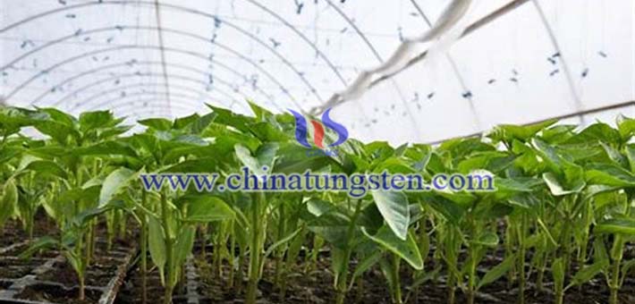 cesium tungsten oxide applied for greenhouse heat insulation coating picture