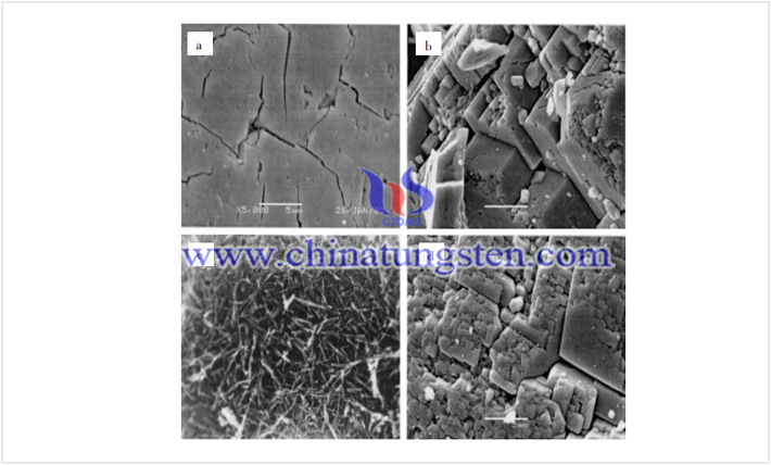 幾種氧化鎢團(tuán)粒的掃描電鏡高倍照片